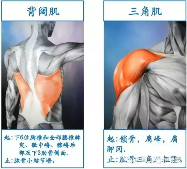 精美3D骨骼肌解剖图谱（珍贵资料）