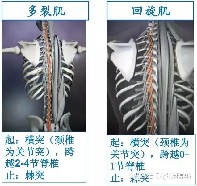 精美3D骨骼肌解剖图谱（珍贵资料）