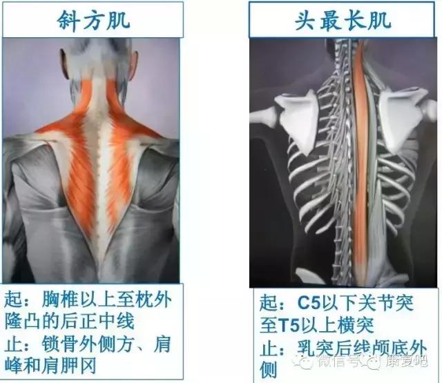 精美3D骨骼肌解剖图谱（珍贵资料）