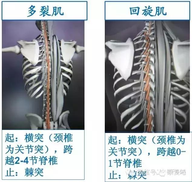 精美3D骨骼肌解剖图谱（珍贵资料）