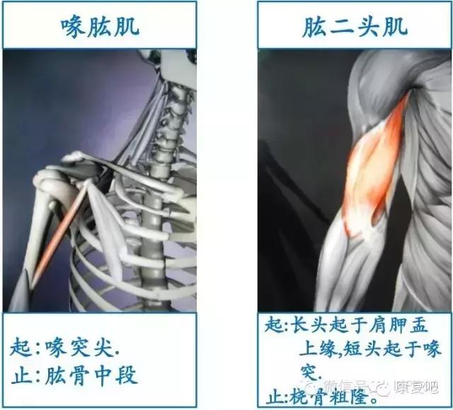 精美3D骨骼肌解剖图谱（珍贵资料）