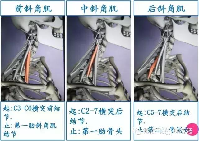 精美3D骨骼肌解剖图谱（珍贵资料）