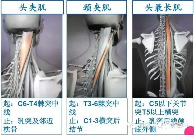 精美3D骨骼肌解剖图谱（珍贵资料）