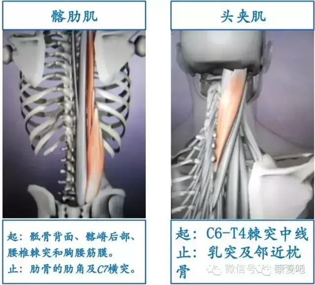 精美3D骨骼肌解剖图谱（珍贵资料）