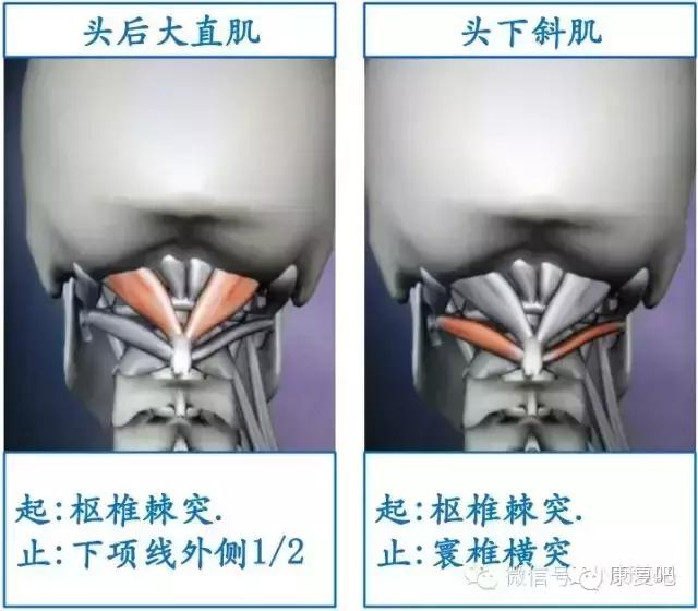 精美3D骨骼肌解剖图谱（珍贵资料）