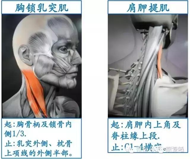 精美3D骨骼肌解剖图谱（珍贵资料）