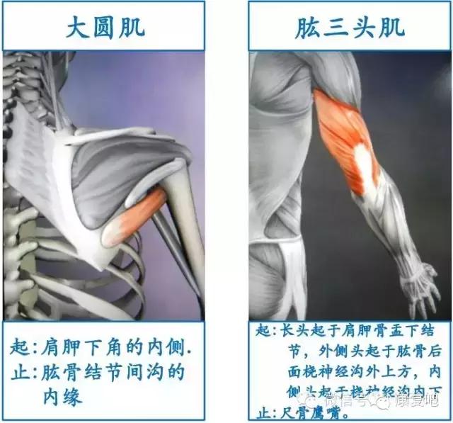 精美3D骨骼肌解剖图谱（珍贵资料）