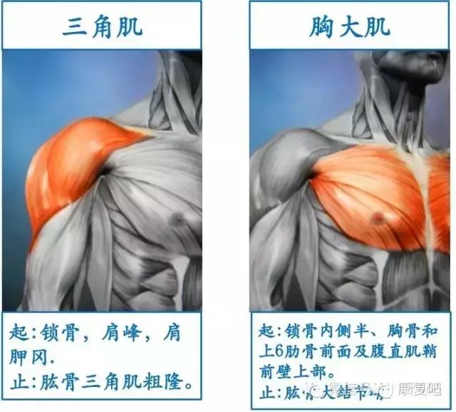 精美3D骨骼肌解剖图谱（珍贵资料）