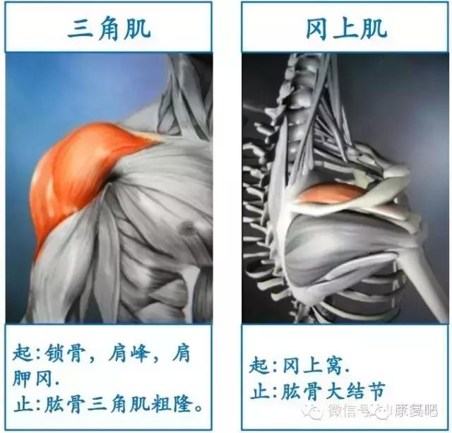 精美3D骨骼肌解剖图谱（珍贵资料）