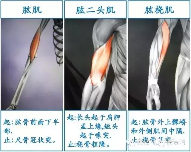 精美3D骨骼肌解剖图谱（珍贵资料）