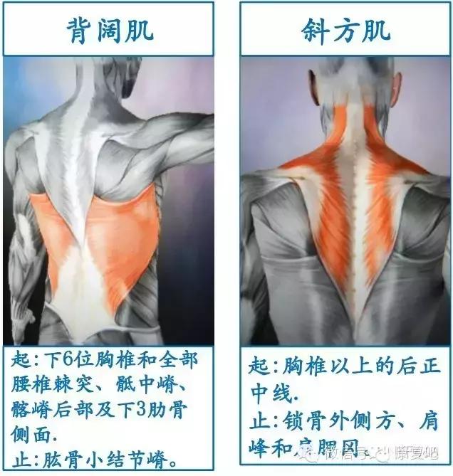 精美3D骨骼肌解剖图谱（珍贵资料）