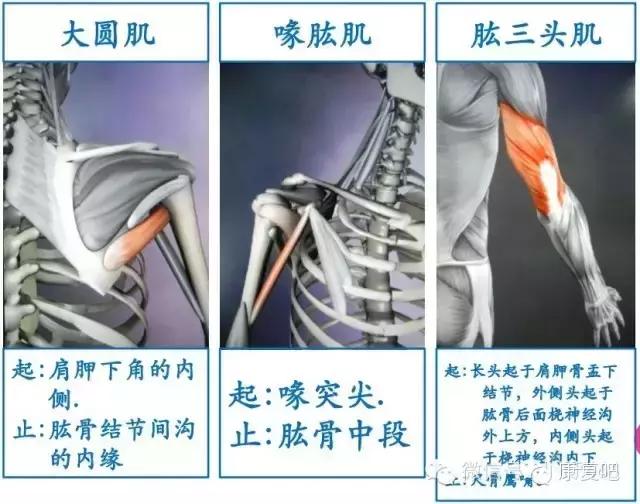 精美3D骨骼肌解剖图谱（珍贵资料）