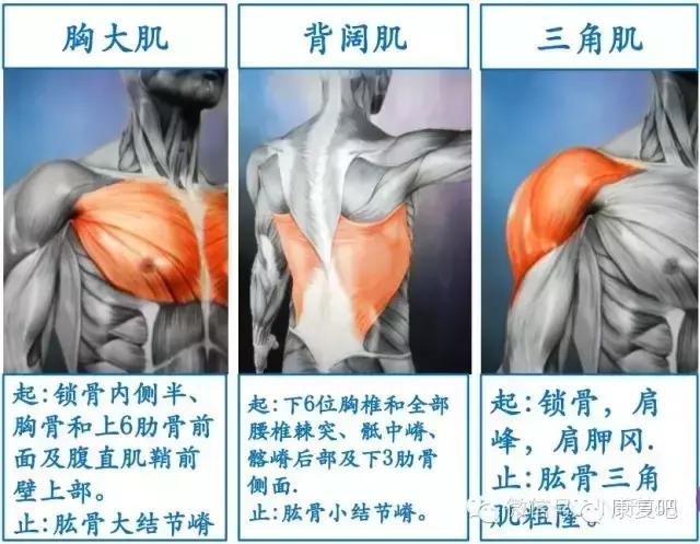 精美3D骨骼肌解剖图谱（珍贵资料）