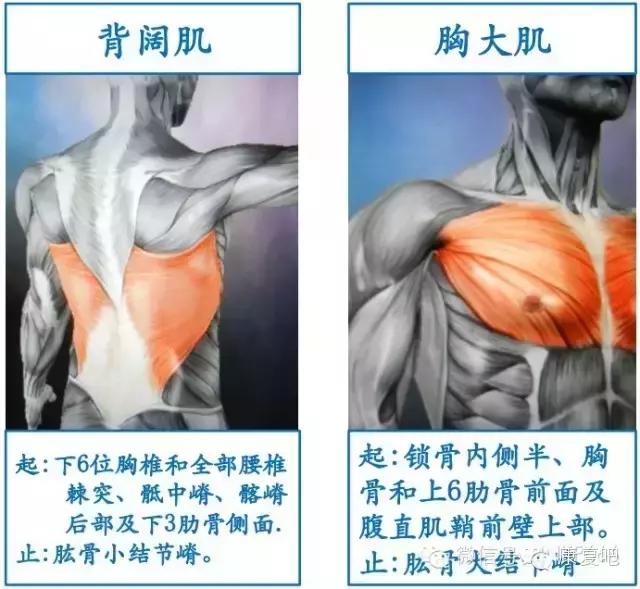 精美3D骨骼肌解剖图谱（珍贵资料）