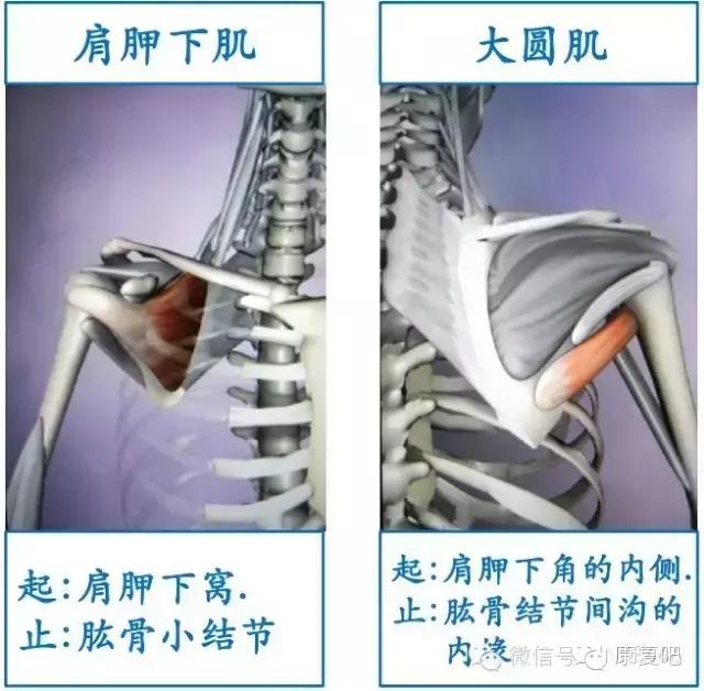 精美3D骨骼肌解剖图谱（珍贵资料）