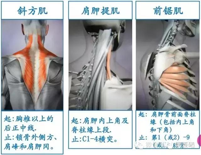 精美3D骨骼肌解剖图谱（珍贵资料）