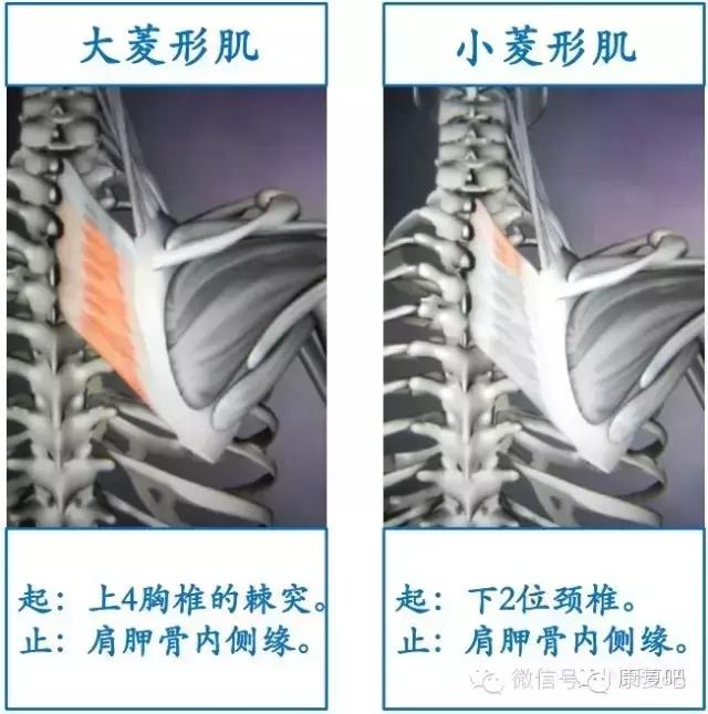 精美3D骨骼肌解剖图谱（珍贵资料）