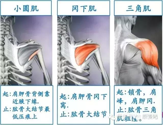 精美3D骨骼肌解剖图谱（珍贵资料）