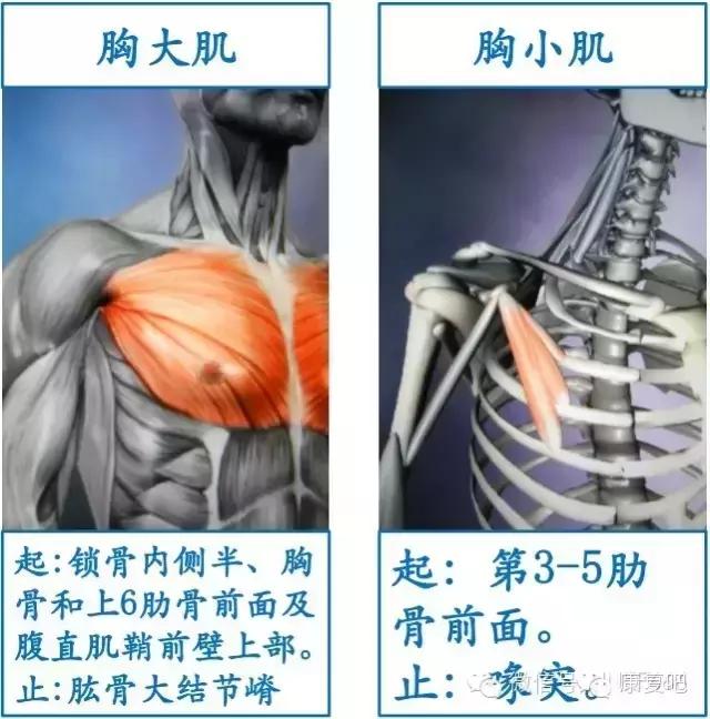 精美3D骨骼肌解剖图谱（珍贵资料）