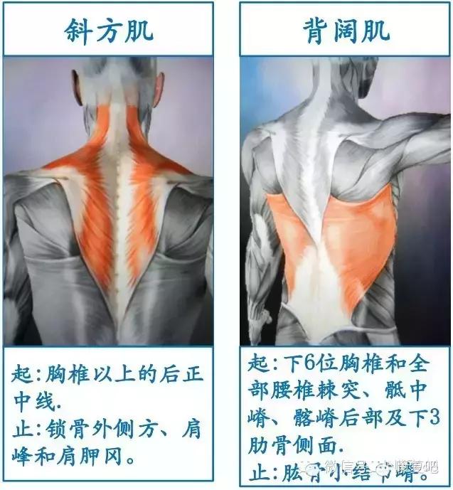 精美3D骨骼肌解剖图谱（珍贵资料）