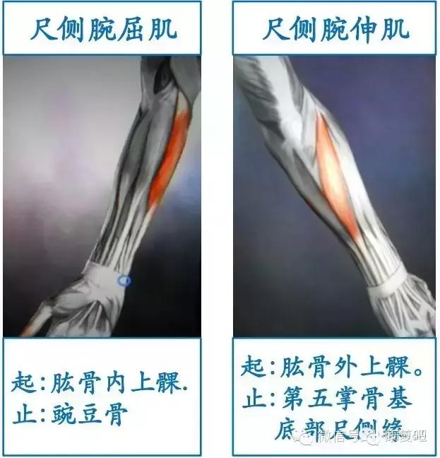 精美3D骨骼肌解剖图谱（珍贵资料）