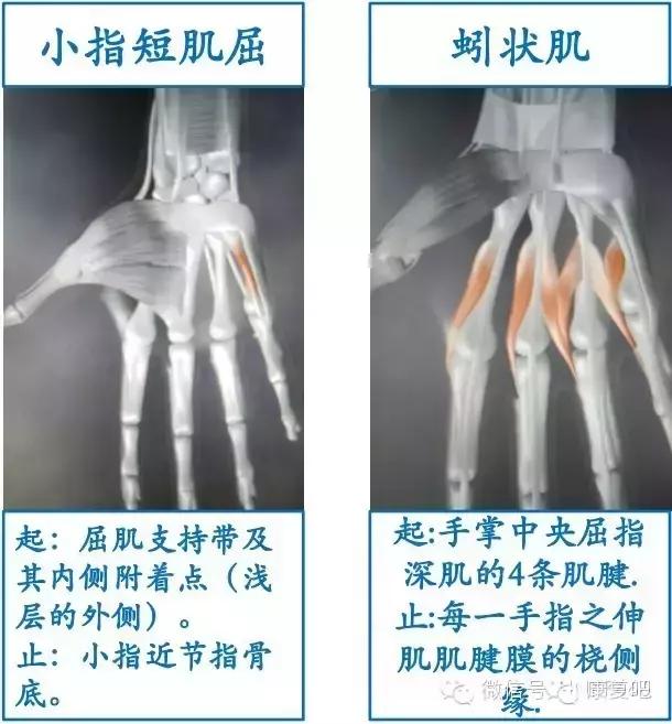 精美3D骨骼肌解剖图谱（珍贵资料）