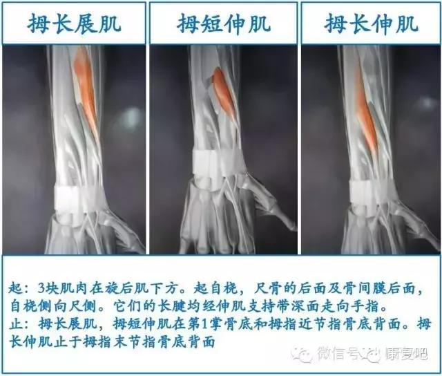 精美3D骨骼肌解剖图谱（珍贵资料）