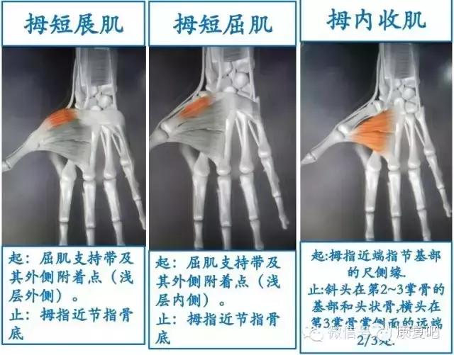 精美3D骨骼肌解剖图谱（珍贵资料）