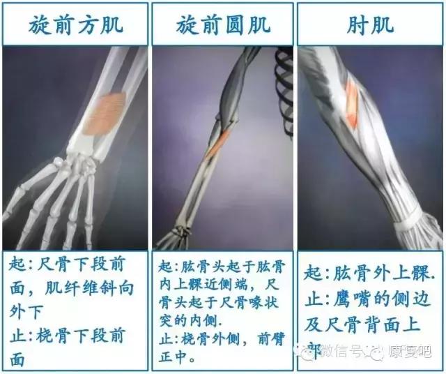 精美3D骨骼肌解剖图谱（珍贵资料）