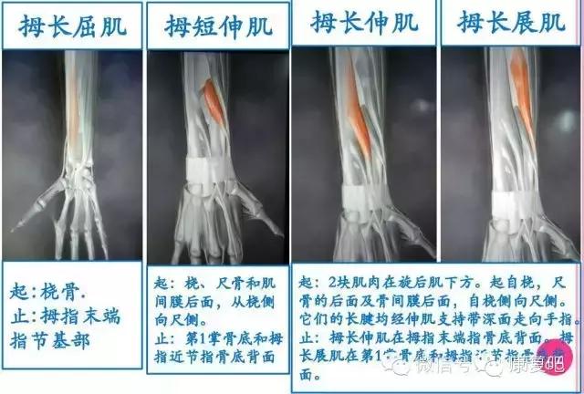 精美3D骨骼肌解剖图谱（珍贵资料）