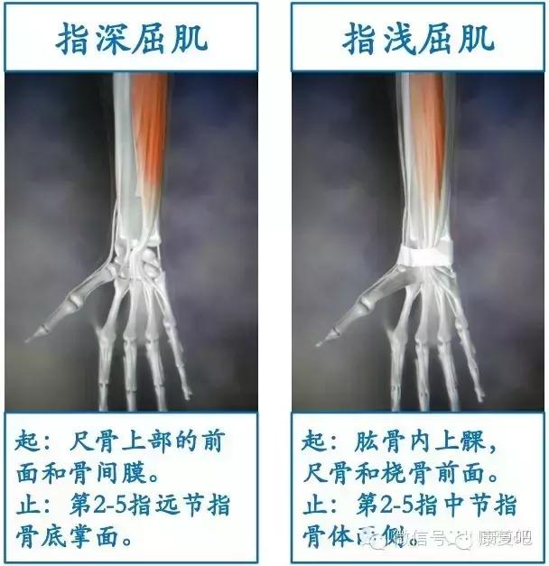 精美3D骨骼肌解剖图谱（珍贵资料）