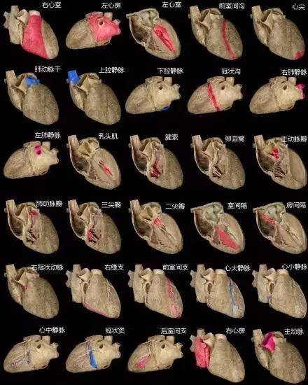 史上最全的心血管疾病图文详解 记得收藏