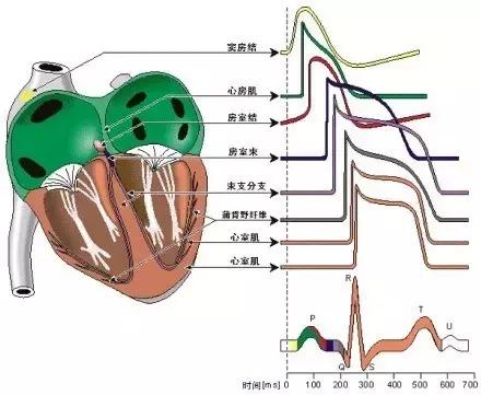 史上最全的心血管疾病图文详解 记得收藏