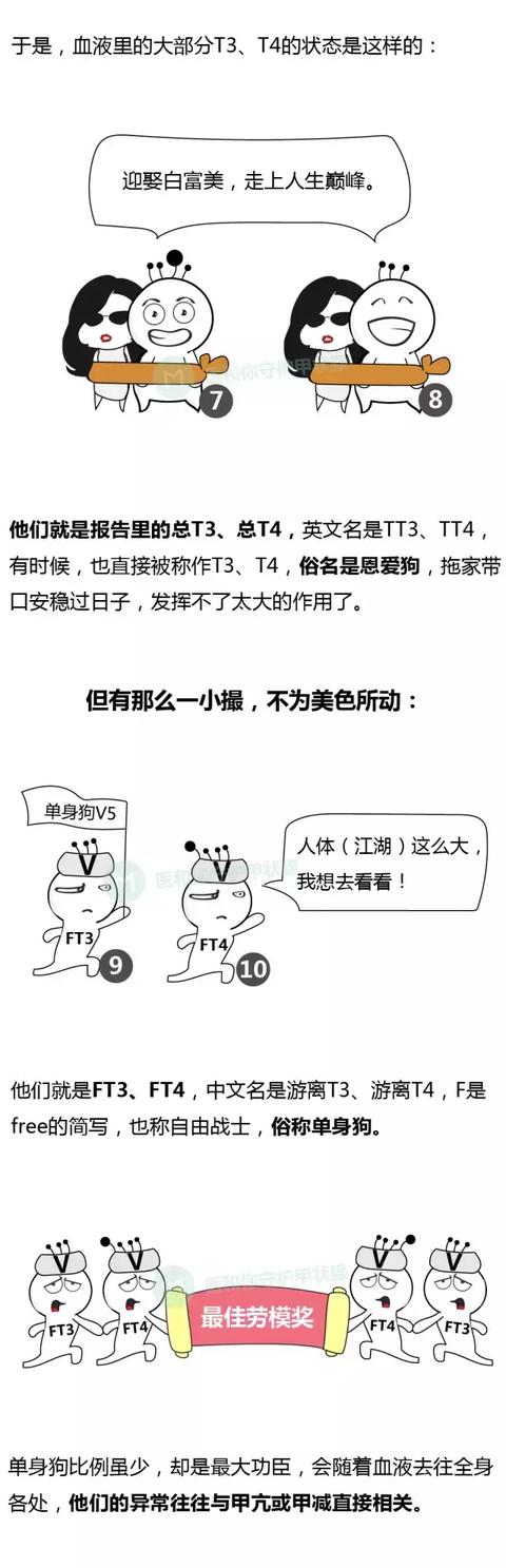 漫画——甲状腺及其江湖