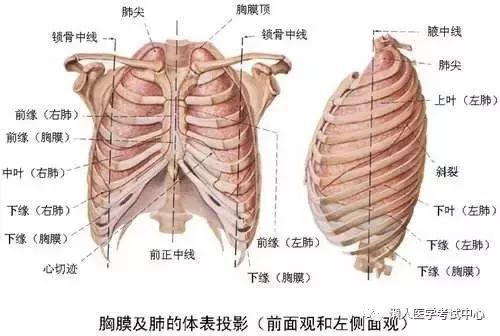 10分钟搞定呼吸系统