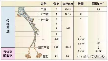 10分钟搞定呼吸系统