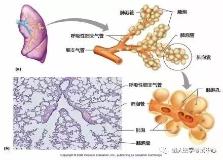 10分钟搞定呼吸系统