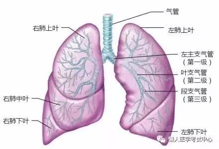 10分钟搞定呼吸系统