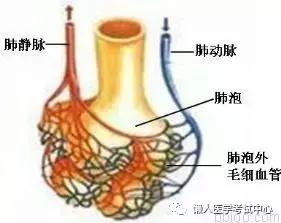 10分钟搞定呼吸系统