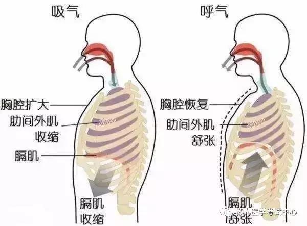 10分钟搞定呼吸系统