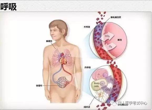 10分钟搞定呼吸系统