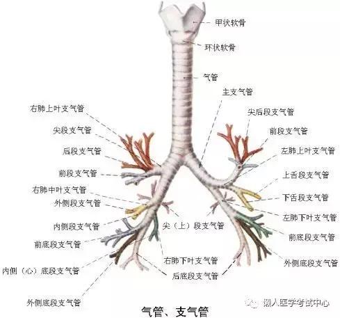 10分钟搞定呼吸系统