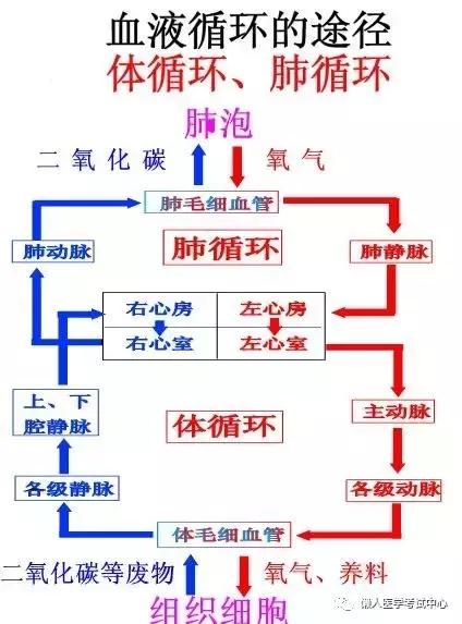 10分钟搞定呼吸系统