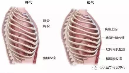 10分钟搞定呼吸系统