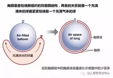 10分钟搞定呼吸系统