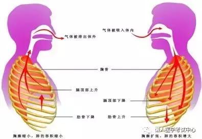 10分钟搞定呼吸系统