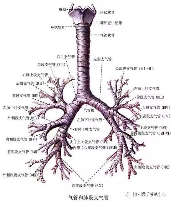 10分钟搞定呼吸系统