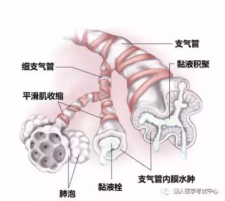 10分钟搞定呼吸系统