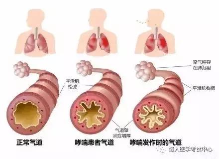 10分钟搞定呼吸系统