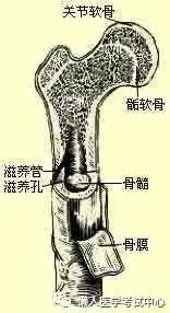 运动系统——10分钟搞定